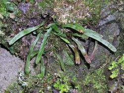 Notogrammitis givenii. Mature plants growing on subalpine rock face.
 Image: L.R. Perrie © Te Papa CC BY-NC 3.0 NZ